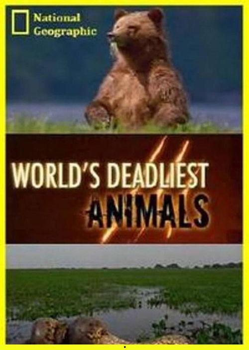 动物本色 第二季,动物第二季探寻自然真谛