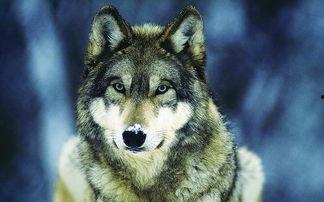 青春H-狼的时代